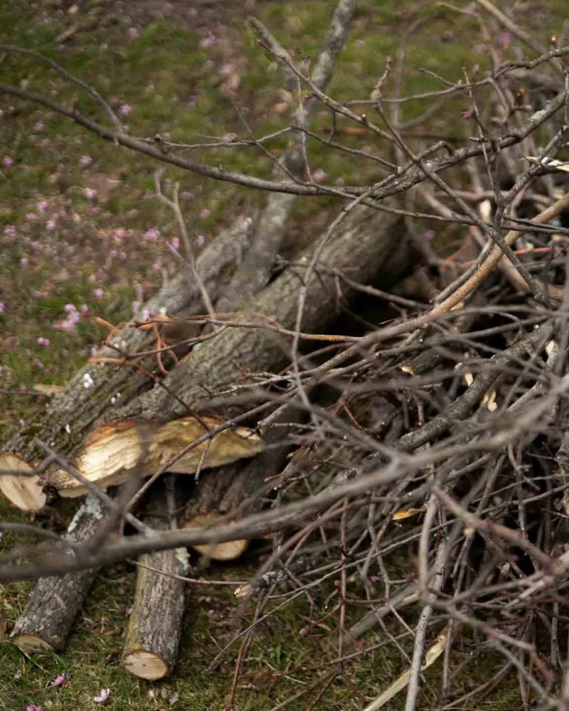 pieces of a tree