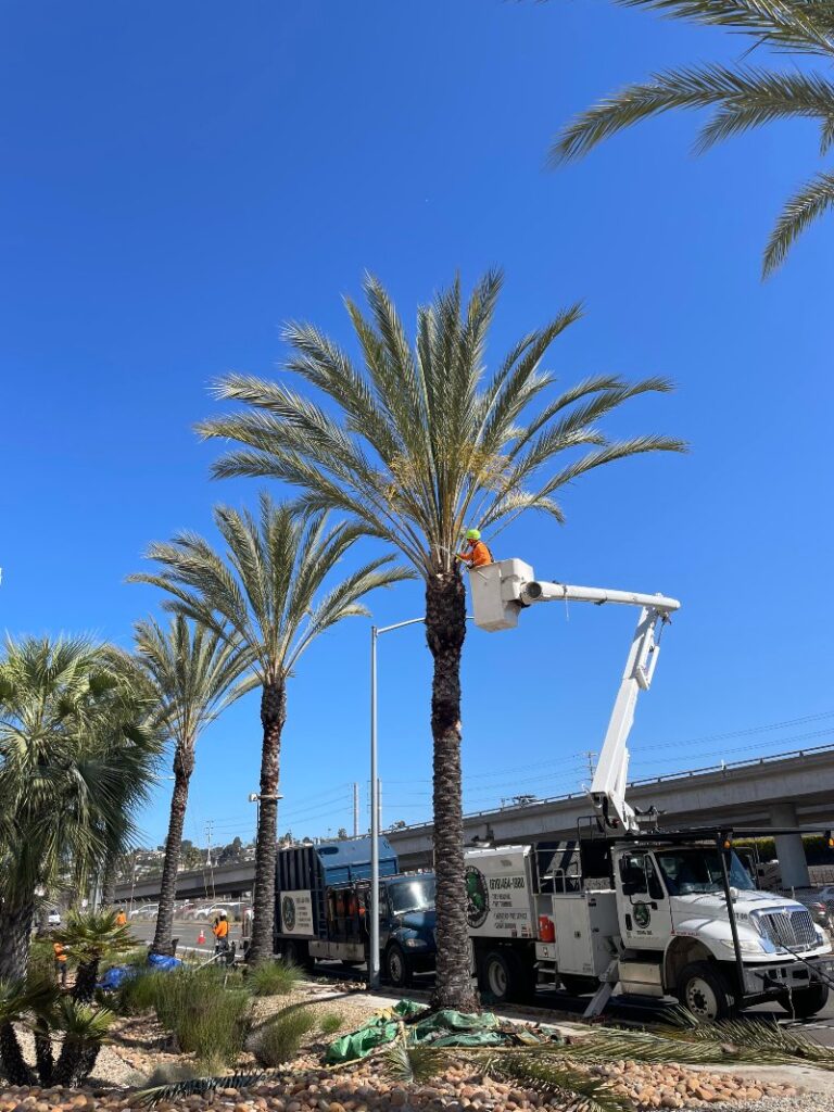 professional trimming palm tree near highway