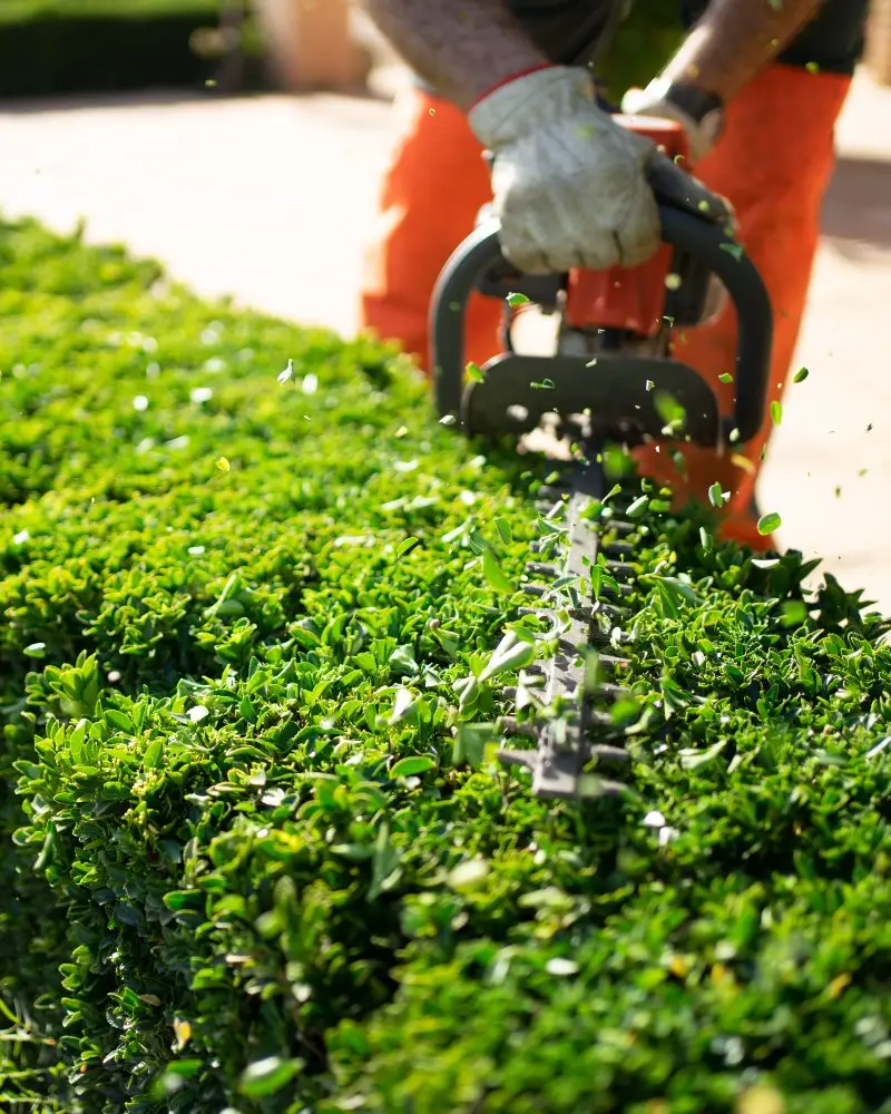 Expert hedge trimming in progress