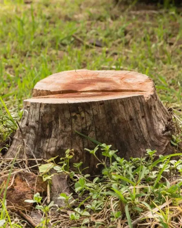 Tree stump left after removal