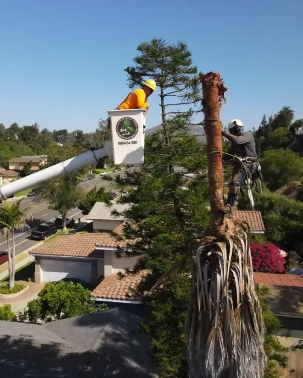 Tree removal experts using a bucket truck and climbing gear to safely remove a dead palm tree in a residential neighborhood.