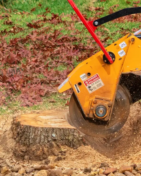 Stump grinding machine in action, removing a tree stump efficiently to restore the lawn and prevent future growth.