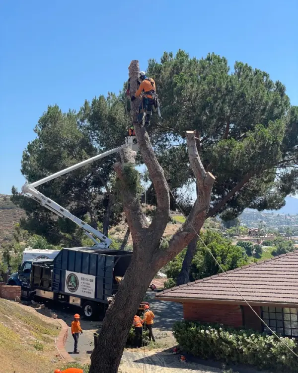 Professional tree removal service cutting down a large tree near a home.