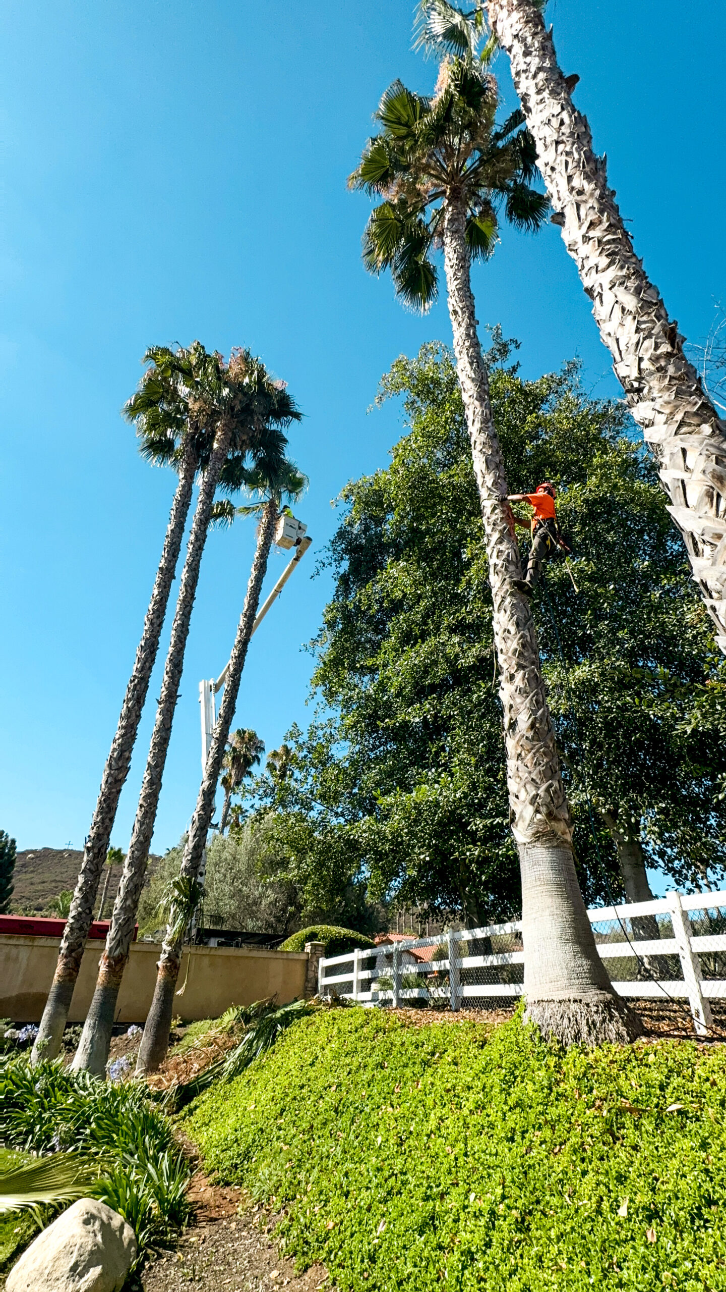 CM Precision Tree and Landscape Maintenance Inc gallery 3