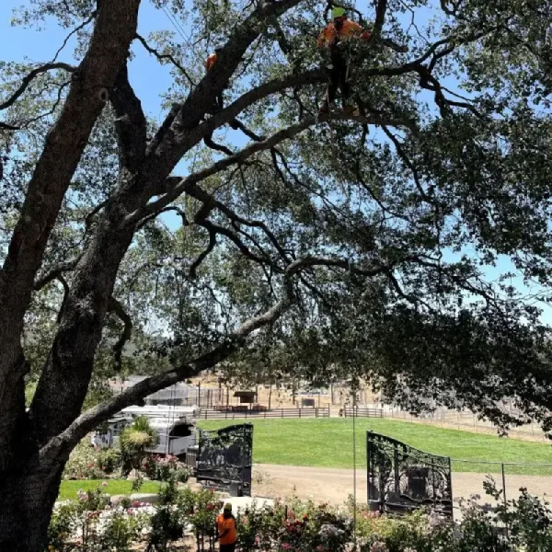 Tree Trimming in San Diego CA