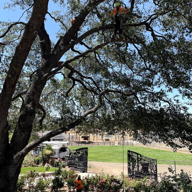 tree and professionals working in tree for tree trimming