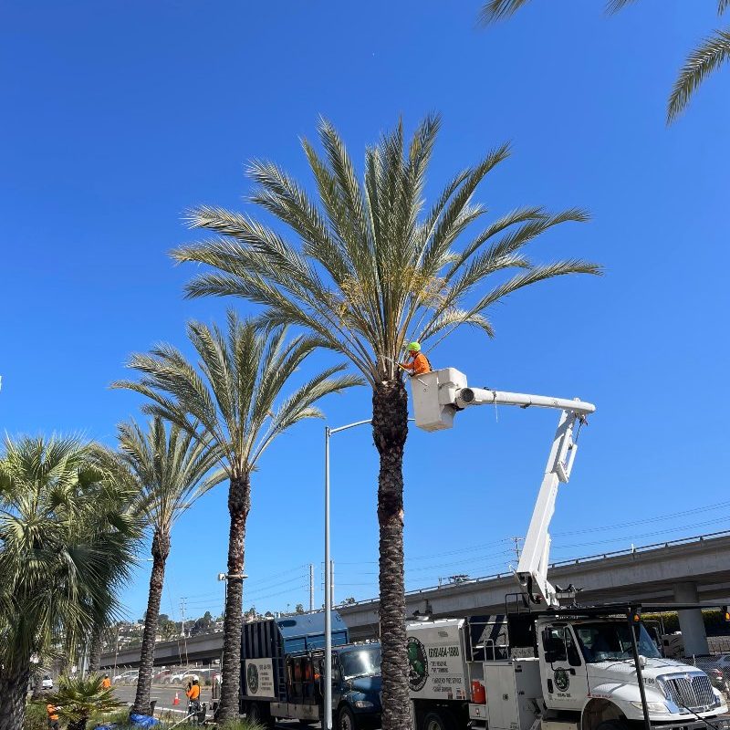 professional trimming palm tree near highway